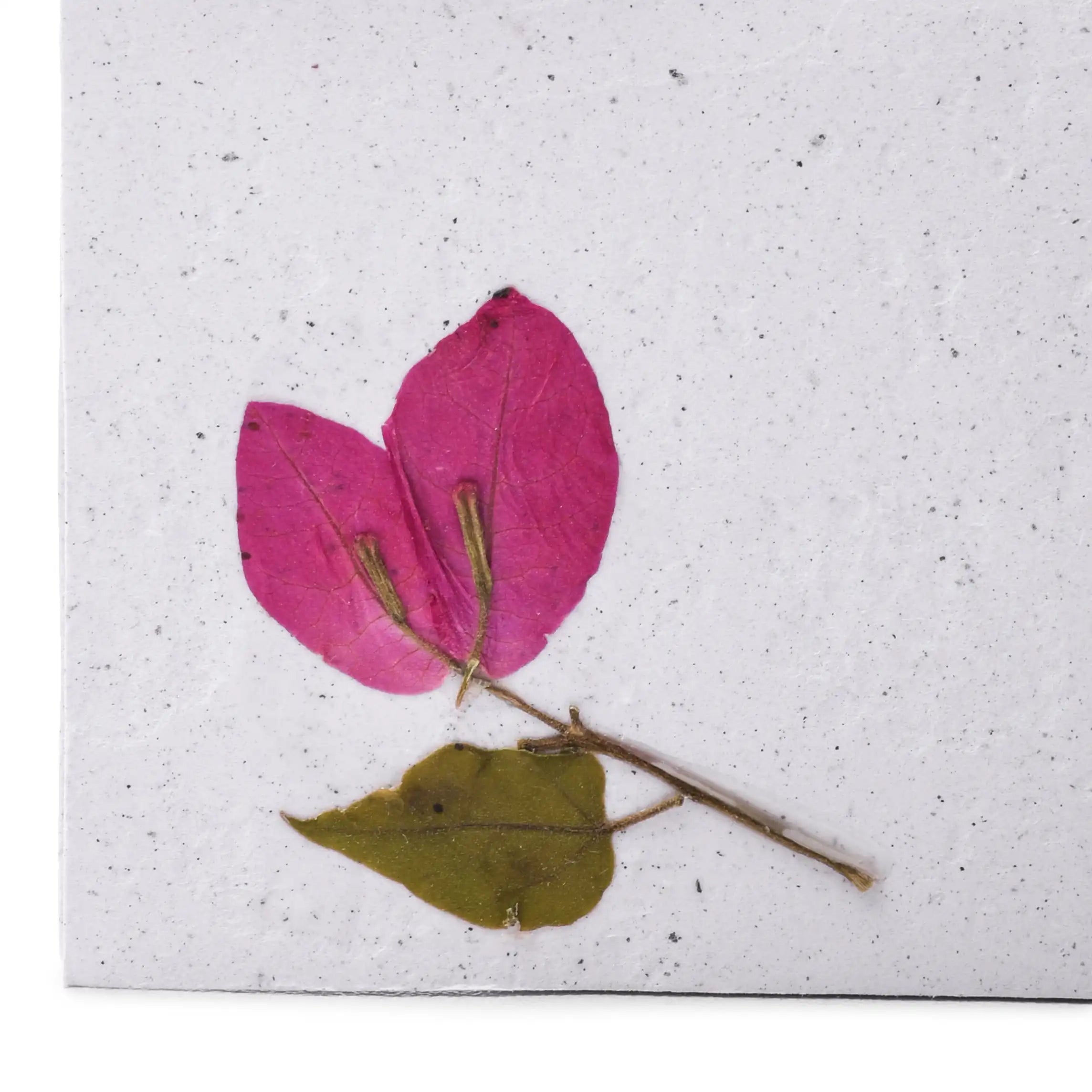 Dry Shredded Flowers Card